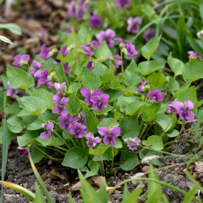 Viola sororia Rubra, Fjärilsviol