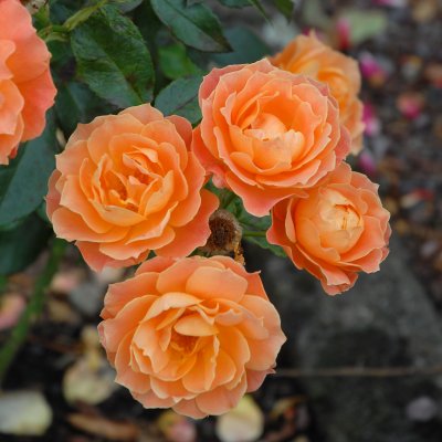 floribunda Fellowship (Harwelcome), Floribundaros, C4