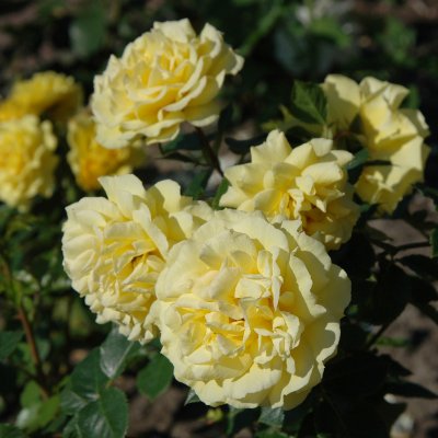 floribunda Gripsholm (Viborg, Poullug) ™, Floribundaros, C4