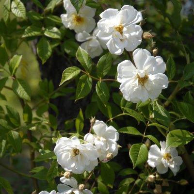 helenae, Honungsros/Klätterros