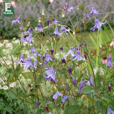 integrifolia Hedda ® E, Klematis, C2