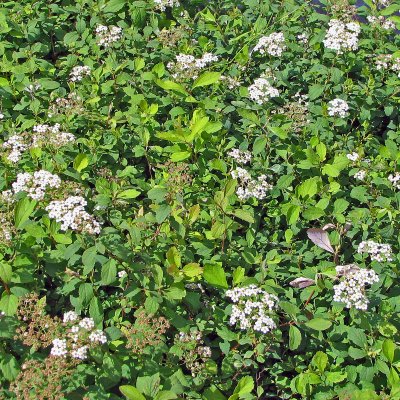 Spiraea decumbens, Krypspirea