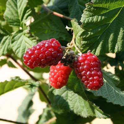 Rubus Tayberry, Björnbärshallon/Tayberry
