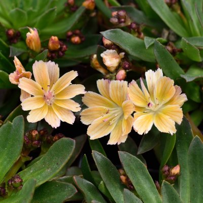 Lewisia hybrid Little Mango, Lewisia, P9cm
