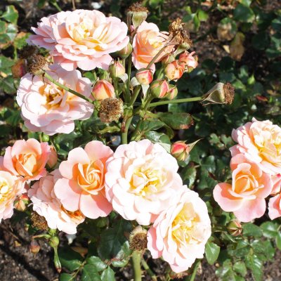 floribunda Kalmar ™ (Poulkalm), Floribundaros, C4