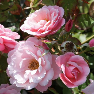 floribunda Sofiero ™ (Poulsak), Floribundaros, C4