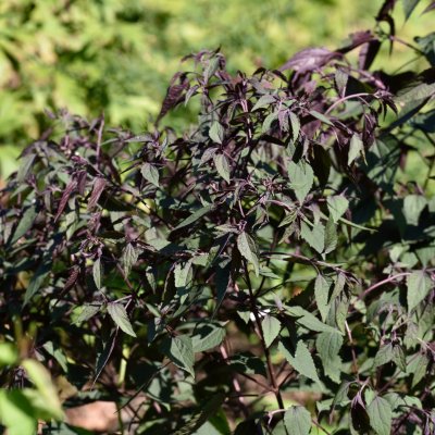 Ageratina altissima Chocolate, Rostflockel