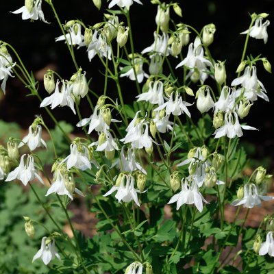 Aquilegia vulgaris Nivea