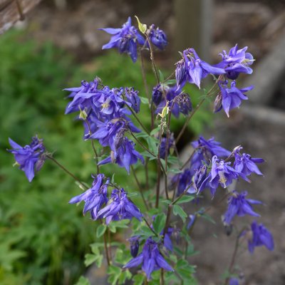 Aquilegia vulgaris