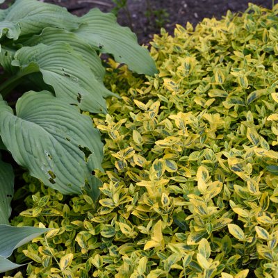 Euonymus fortunei Emerald´n Gold, Guldbenved