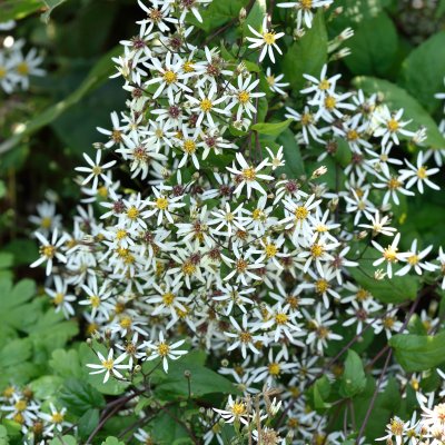 Eurybia (Aster) divaricata