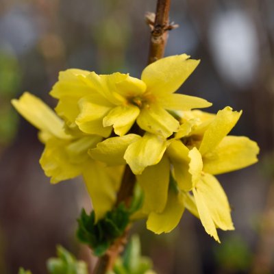 Forsythia x intermedia Goldrausch