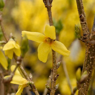 Forsythia x intermedia Goldrausch
