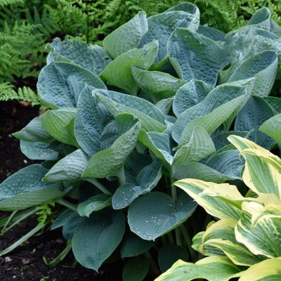 Hosta hybr. Big Daddy, Funkia