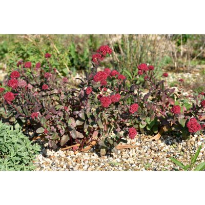 Hylotelephium hybr. Red Cauli, Kärleksört