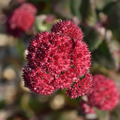 Hylotelephium hybr. Red Cauli, Kärleksört