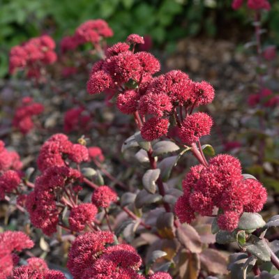 Hylotelephium hybr. Red Cauli, Kärleksört