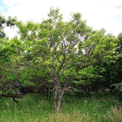 Morus alba, Vitt Mullbär