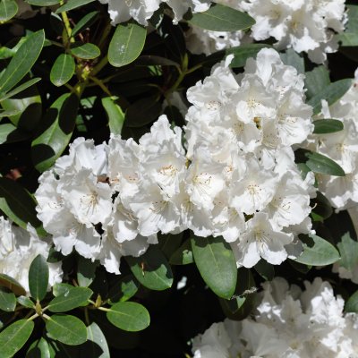 Rhododendron yak. Schneekrone, Rododendron Stam, 60 stam C5