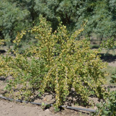 Ribes grossularia Jacob, Gula Krusbär, busk C3,5
