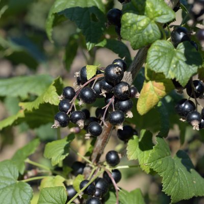 Ribes nigrum Risarp, Svarta Vinbär, busk C3,5