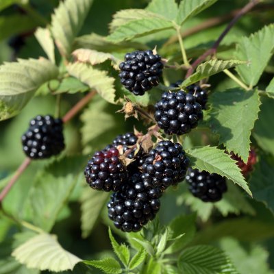 Rubus fruticosus Loch Tay E ®, Björnbär