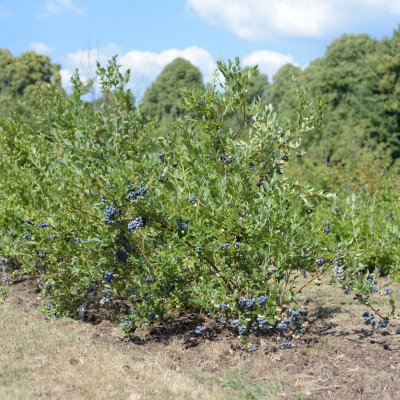 Vaccinium corymbosum Reka ®, Amerikansk Blåbär