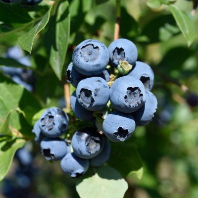 Vaccinium corymbosum Reka ®, Amerikansk Blåbär