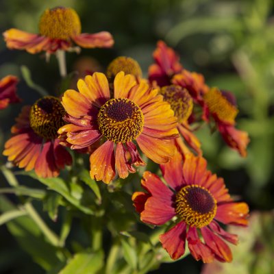 Helenium aut. hybr. Strawberry Sundae