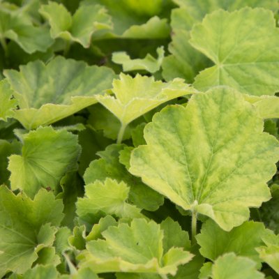 Heuchera villosa, Lönnalunrot, C11cm