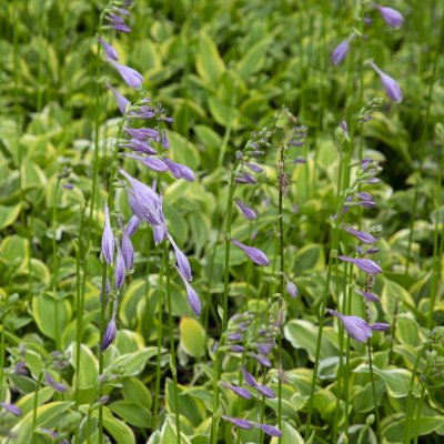 Hosta fortunei Golden Tiara