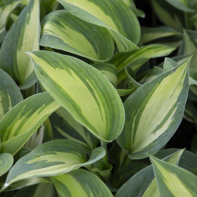 Hosta hybr. Shadowland ® Hudson Bay, Funkia, SQ1