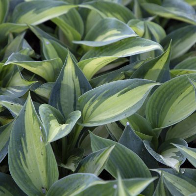 Hosta hybr. Shadowland ® Hudson Bay, Funkia, SQ1