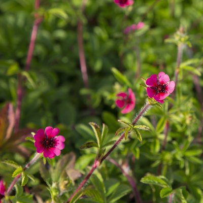 Potentilla nepalensis Ron McBeath