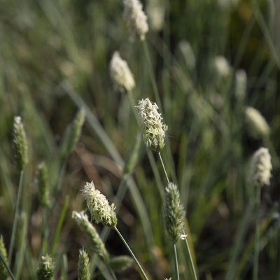 Sesleria nitida, Glansälväxing
