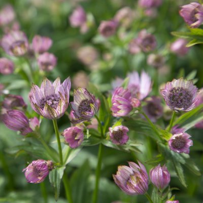 Astrantia major Pink Pride