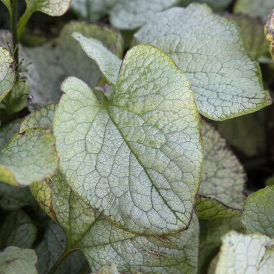 Brunnera macrophylla Alexandria