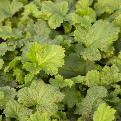 Geum hybr. Tutti Frutti ®, Trädgårdsnejlikrot, C11cm
