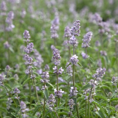 Nepeta faassenii Gletschereis