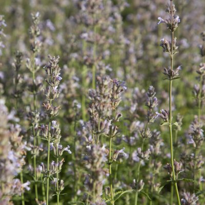 Nepeta faassenii Gletschereis