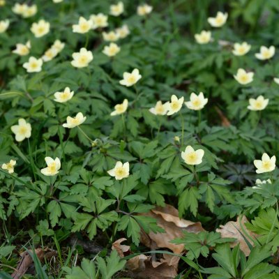 Anemone lipsiensis, Svavelsippa, P9cm