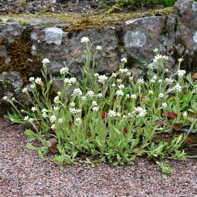 Antennaria plantaginifolia, Jättekattfot