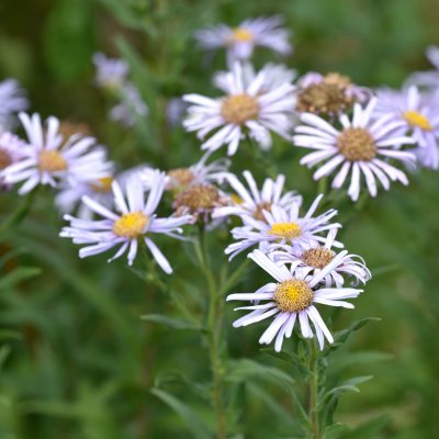 Aster pyrenaeus Lutetia