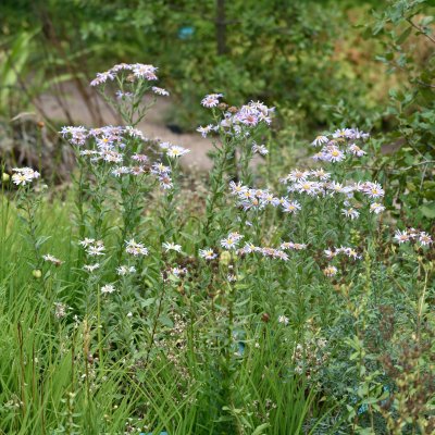 Aster pyrenaeus Lutetia