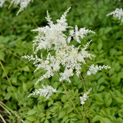 Astilbe arendsii Brautschleier (Bridal Veil), Astilbe, P9cm