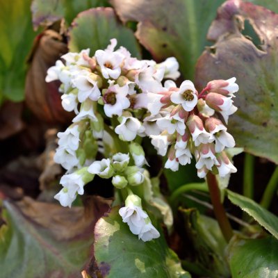 Bergenia hybr. Bressingham White
