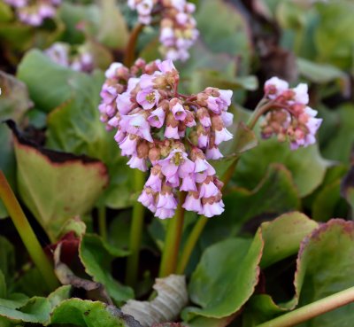 Bergenia cordifolia Möja, Hjärtbergenia, SQ1