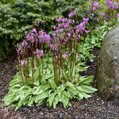 Dodecatheon meadia Aphrodite ®