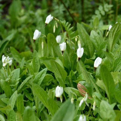 Dodecatheon dentatum, Tolvgudablomma, P9cm