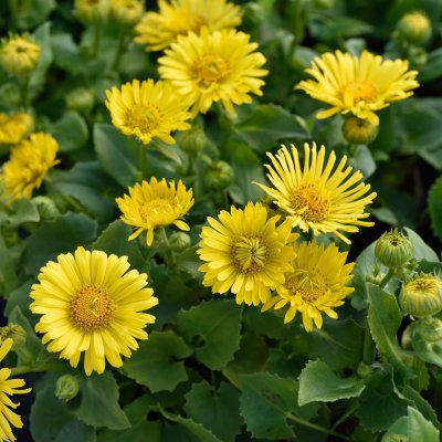 Doronicum orientale Little Leo, Vårkrage, P9cm